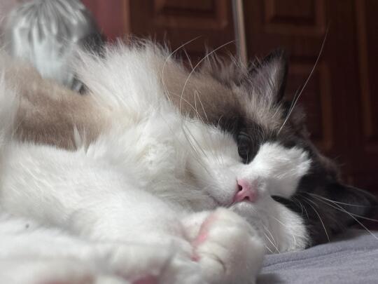小猫爱人的一些证据