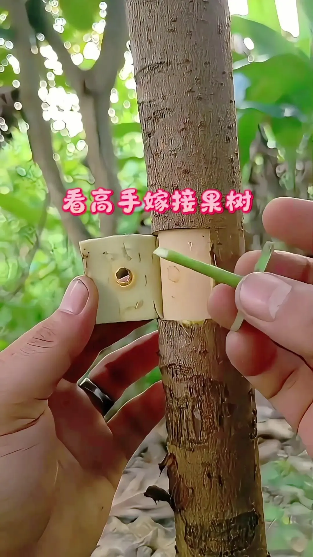 🌳超简单果树嫁接教程新手也能会。周末回老家帮工，解锁了老爹私藏的超实...