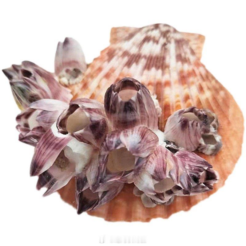 才知道藤壶是节肢动物门的以后要吃一次，总以为藤壶是贝类（软体动物门）亲戚。藤壶节