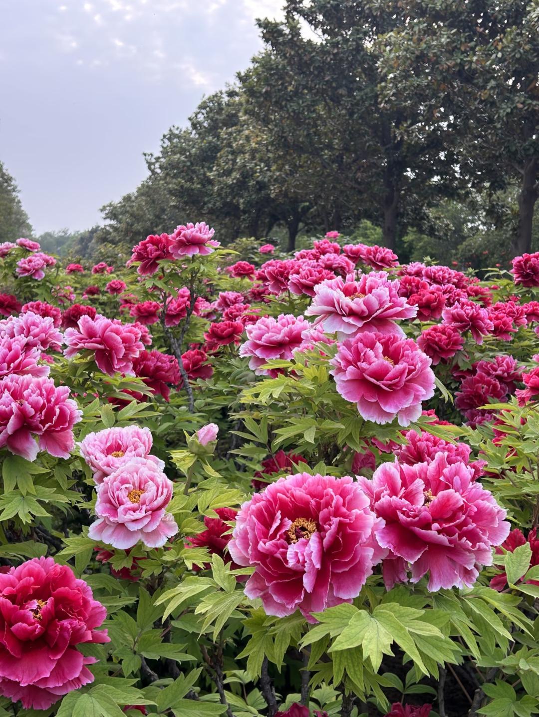牡丹，花大色艳、雍容华贵，素有 “花中之王” 的美誉。谷雨将至，给大家分享5首关