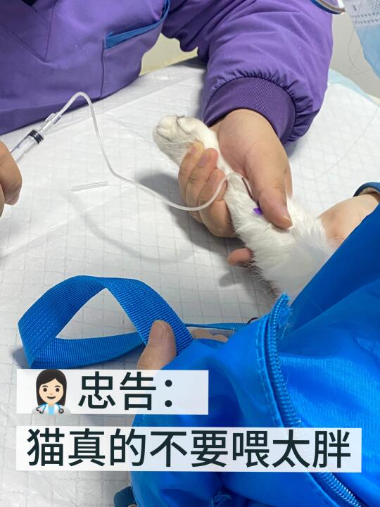猫咪减肥的正确打开方式→