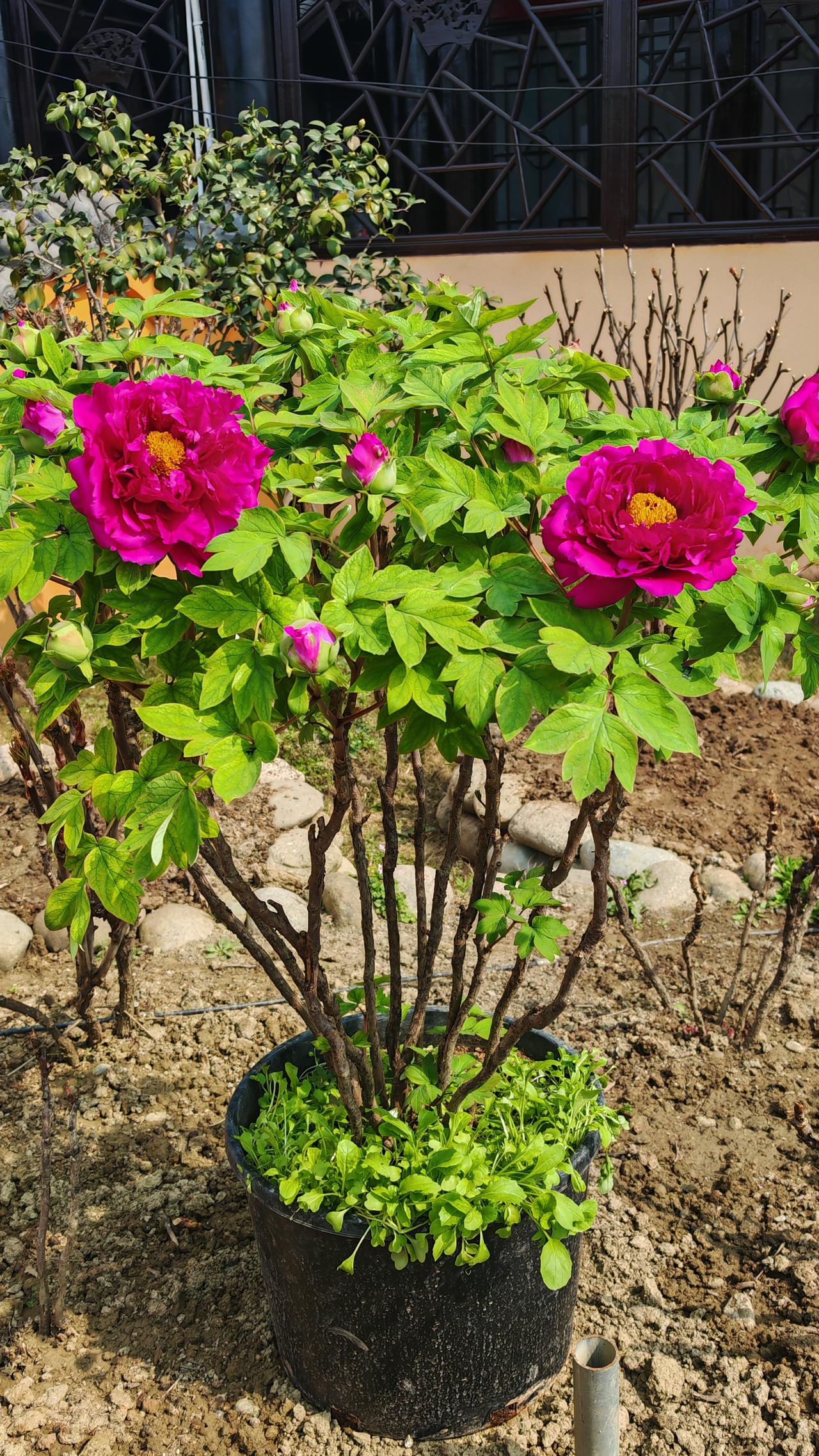 春节初二去了趟龙兴寺，被那里的牡丹花狠狠惊艳到了。暖阳下，牡丹悄然绽放，或粉或紫