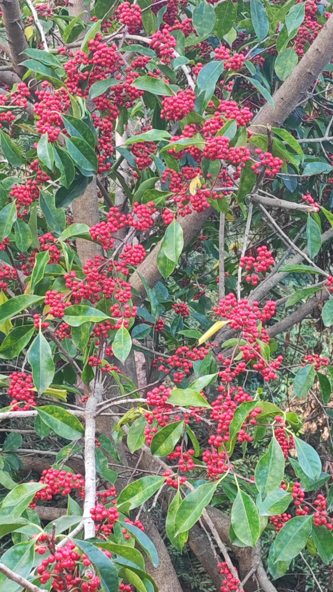 分享我这周有趣的事：此物生南国，采寄给何人？物是人已非，转眼意难平。