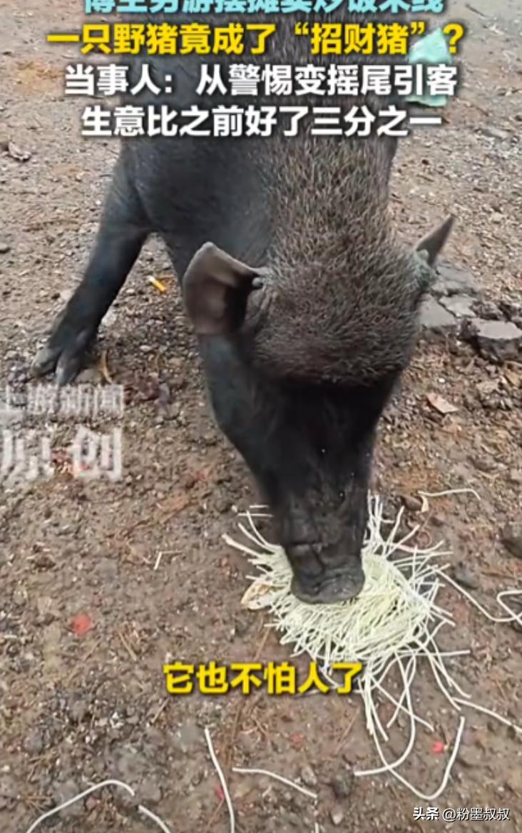 “离了个大谱！”近日，一男子在318国道上摆摊卖炒饭和米线，谁知竟遇到了一头野猪
