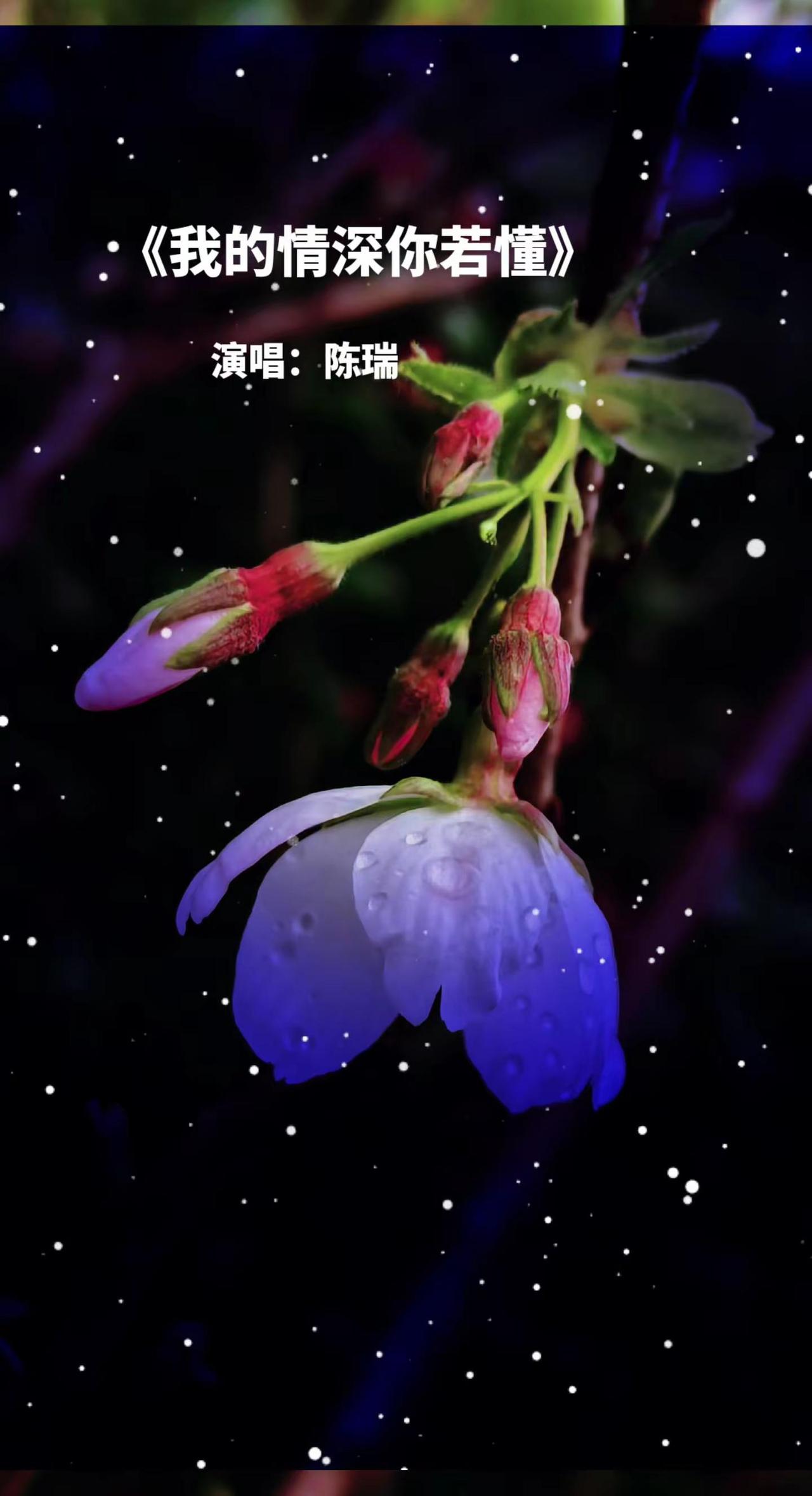 深情伤感音乐陈瑞我的情深你若懂好听的音乐总是触动人的心灵