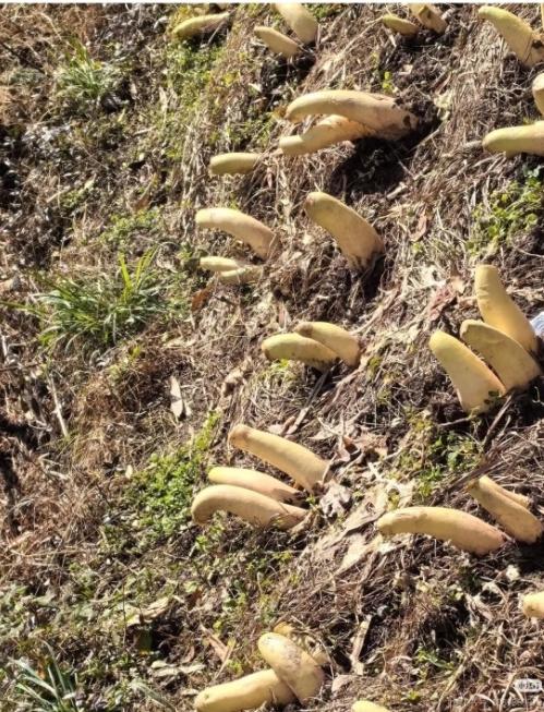 谁懂啊家人们！一直以为香蕉是长在树上的，今天才知道居然是直接从地里“拔”出来的，