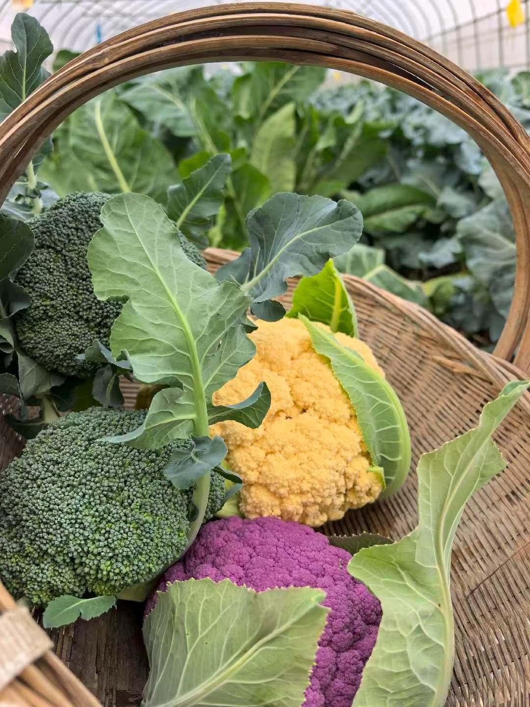 记录我的2026送你一束花～