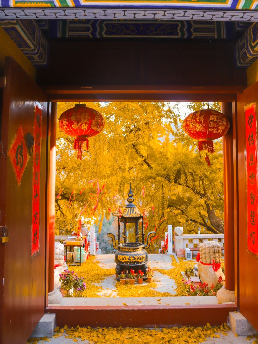 青岛看银杏后劲太大了🍁听听我的真实感受‼️
