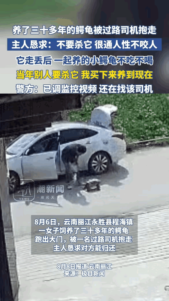 “太可惜了！”云南丽江这事儿看得人心里发堵——养了30多年的鳄龟，就这么被路过的