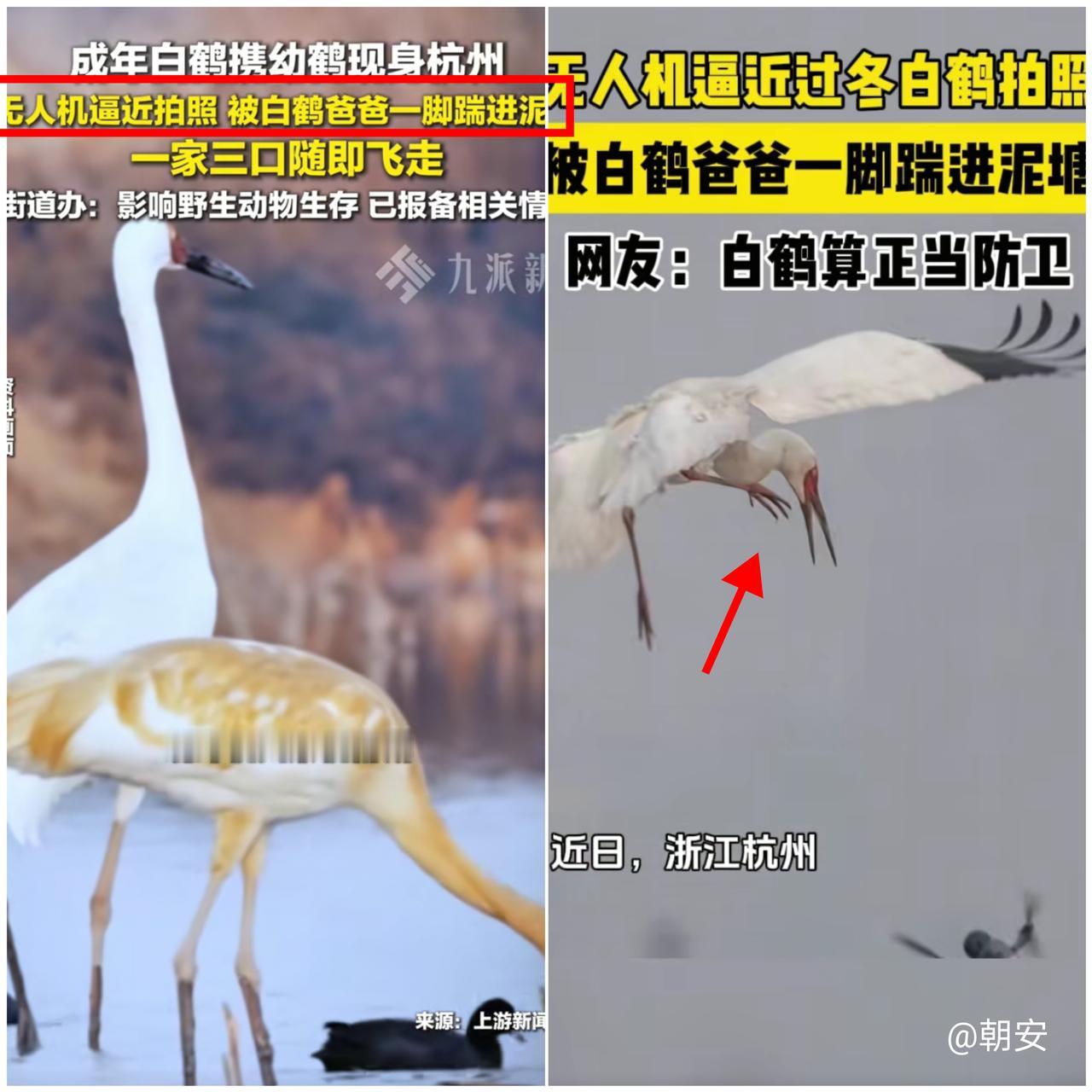 “白鹤亮翅踹飞无人机！”

这哪是鸟反击，分明是给人类上了堂“尊重课”！

全球