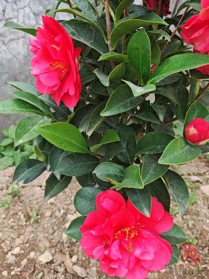 晒图笔记大赛三十块钱买的山茶花陪我度过了今年的春节假期，一直红红火火！