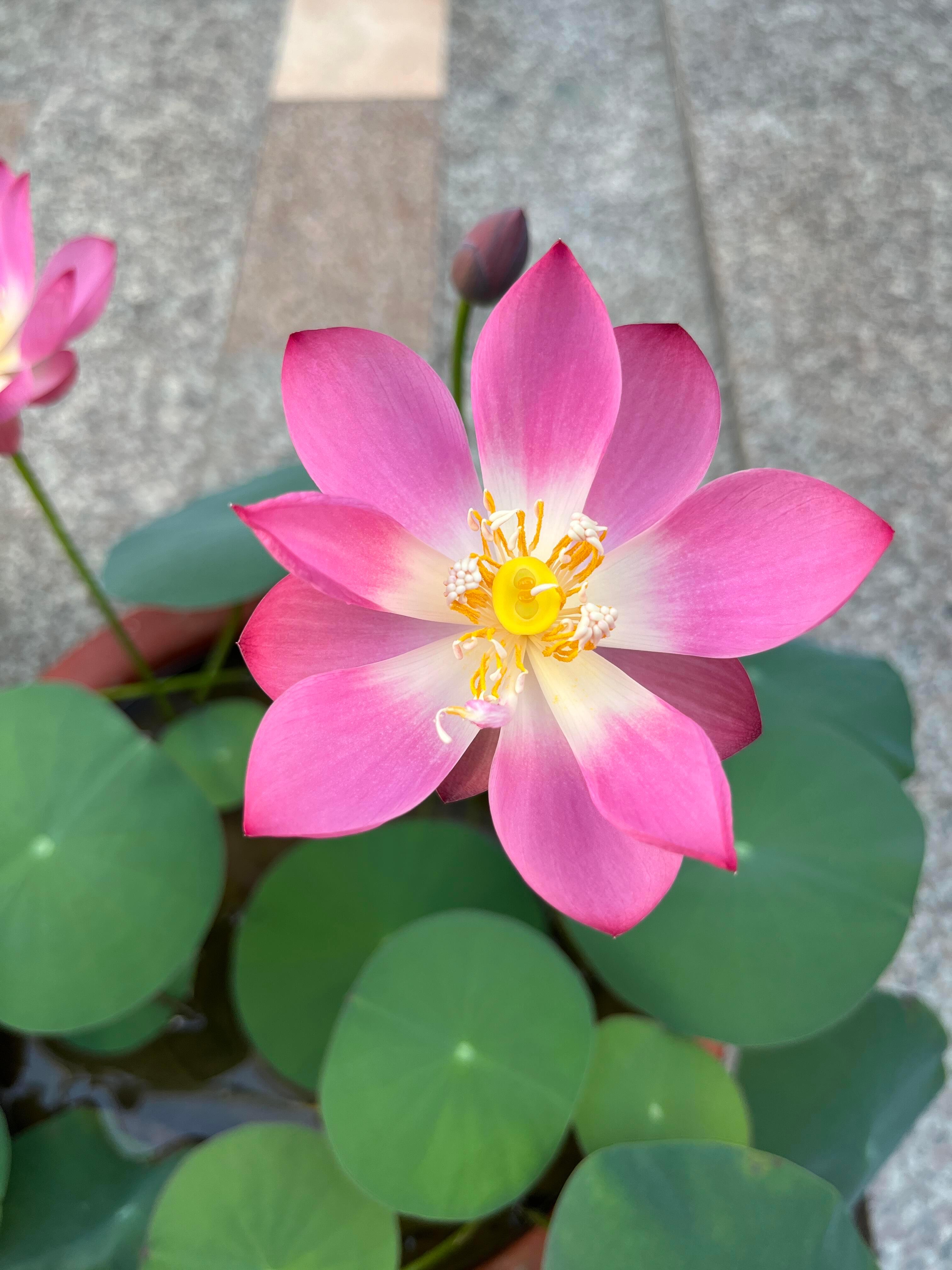 植物大战僵尸原来是写实 ​​​