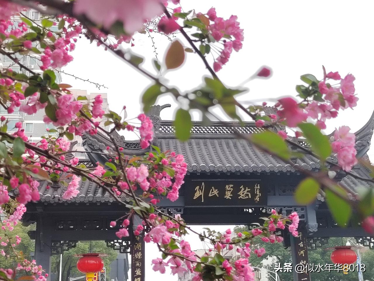 春赏海棠，到此莫愁—第43届莫愁湖海棠花会明日启幕

今日送别雨水，南京天气终于