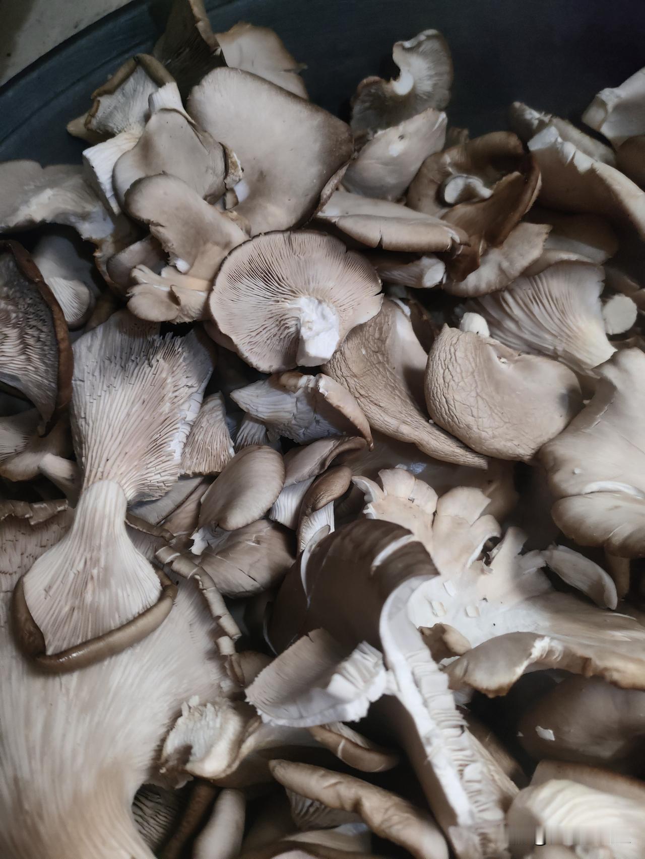 平菇这样做真好吃
妹妹家是种平菇的，我们经常吃，用开水焯一下，可以炖肉，炒着吃，