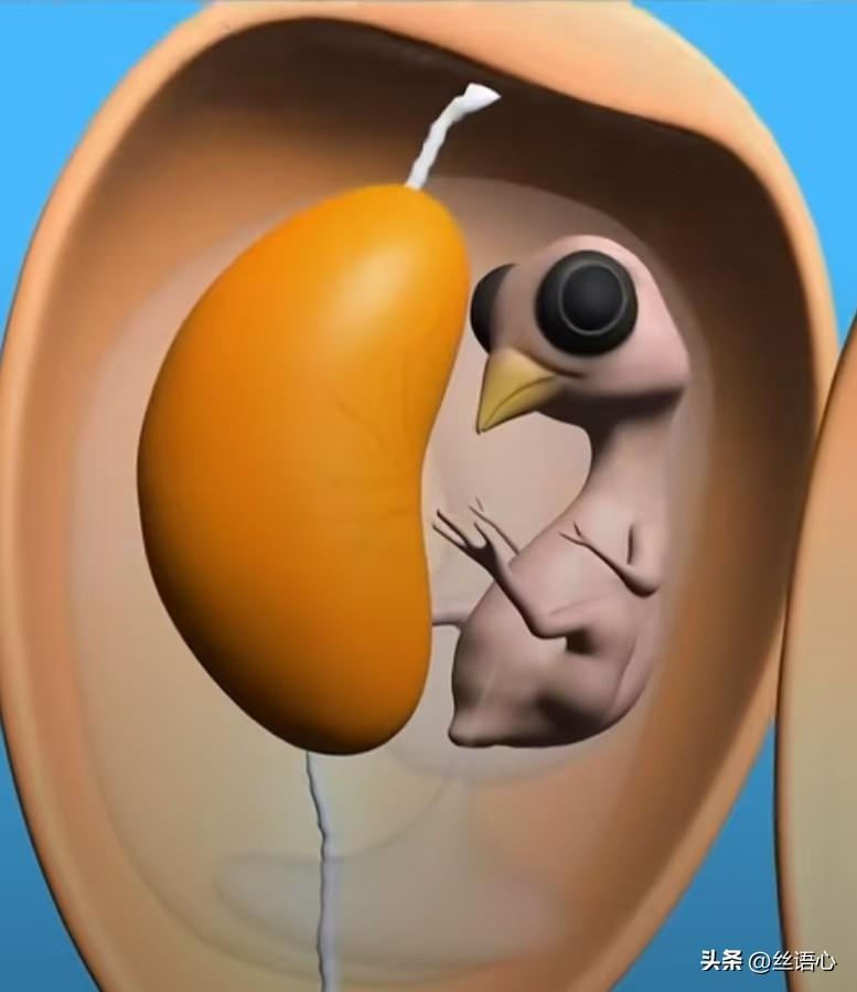 [what]先有鸡还是先有蛋？  这个在我心里萦绕三十年的疑问，昨天豆包给我了一