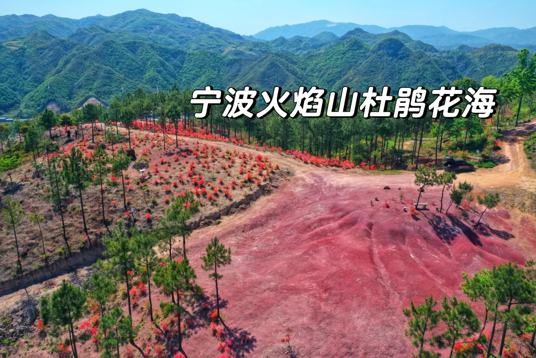 宁波藏了座火焰山！漫山杜鹃开成红海 出发