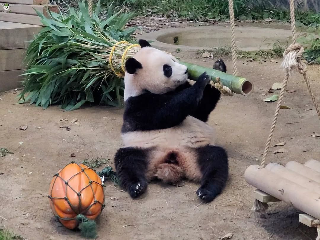 🐼熊猫守护者 🐼国宝大熊猫  🐼熊猫的生活纯粹质朴，朝夕相伴青竹山林，尽享