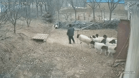 看图：领头羊与放羊人争夺霸主地位，这只领头羊离被宰不远了。