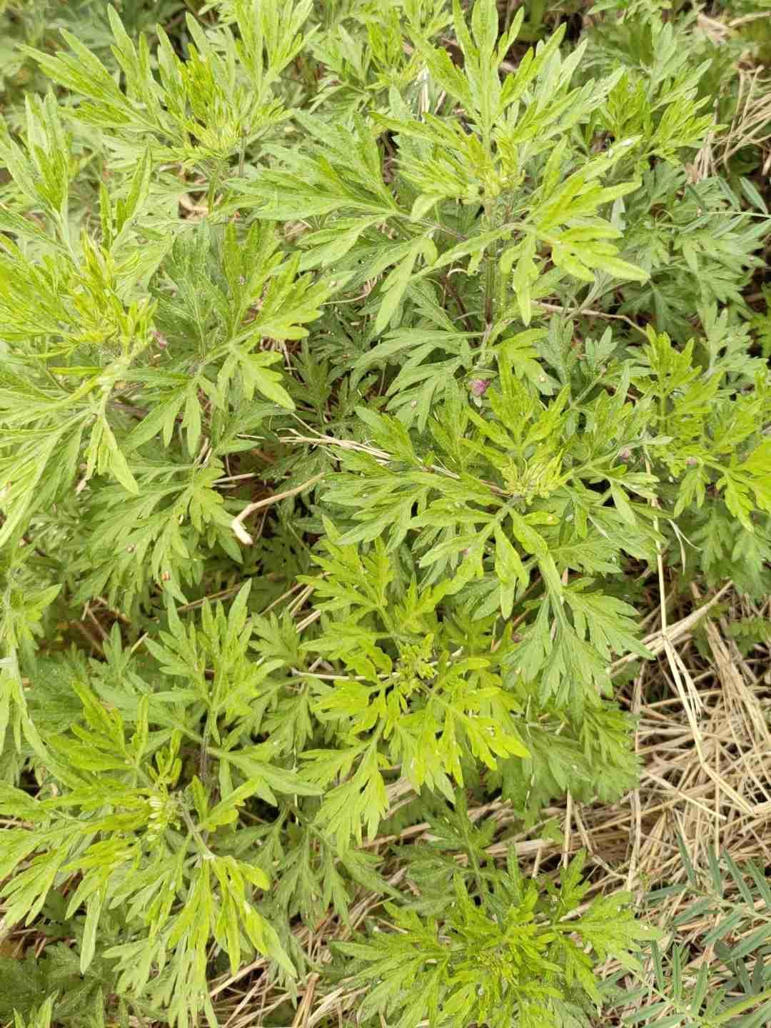 60岁忘办养老退休，61岁才补办，前一年多的钱能补发吗？


我的妈呀这也未必太