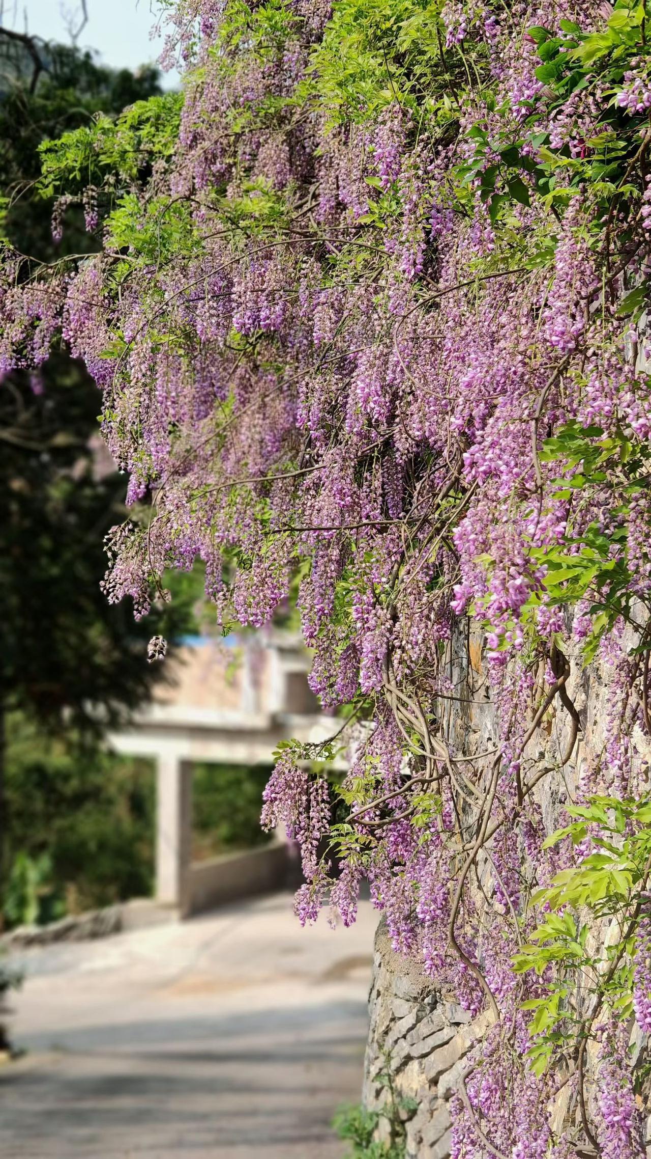 明天A股又要开盘了，大概率A股是低开低走尾盘跳水！
1，周末的消息主要是围绕A股