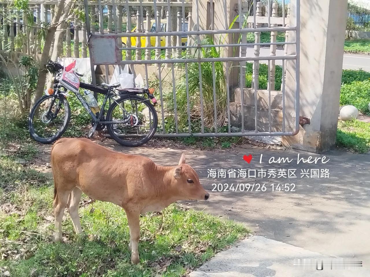 全海口最牛的破单车，是真牛。
2024年9月26日中午，海南省海口市秀英区富秀路