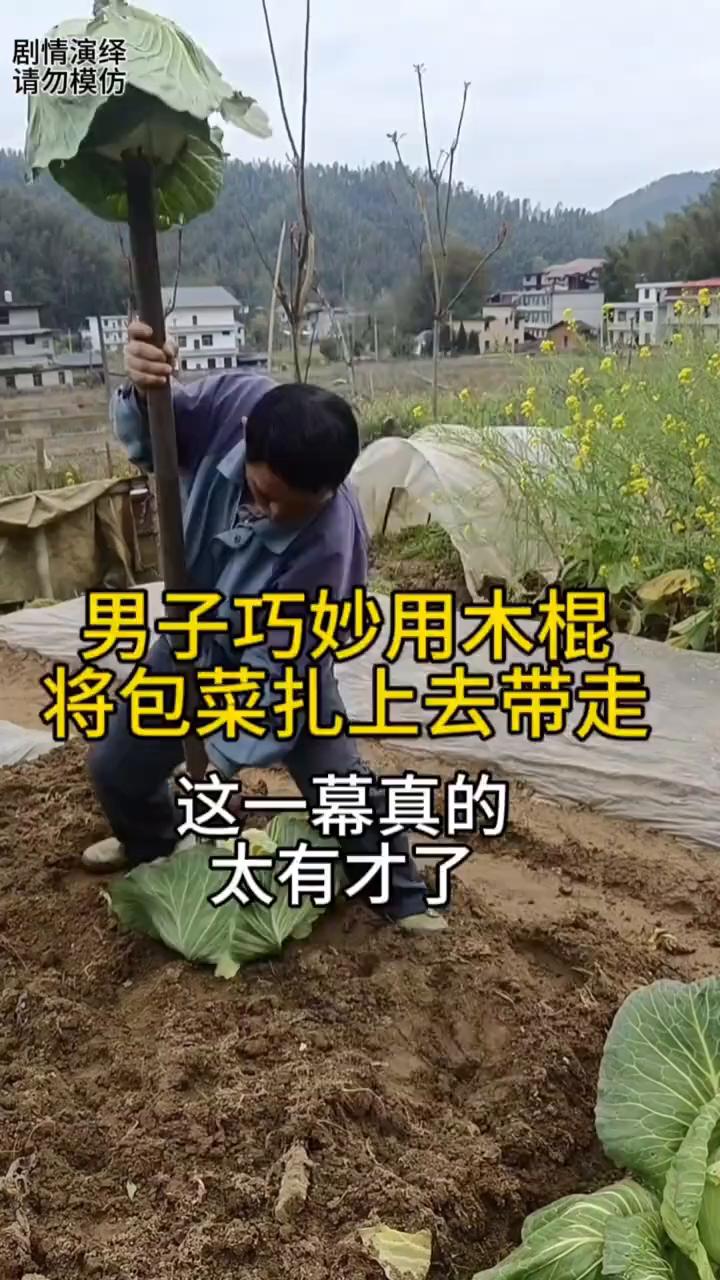 男子巧妙用木棍将包菜扎上去带走，这一幕真的太有才了。
地里的包菜长熟了，于是男子