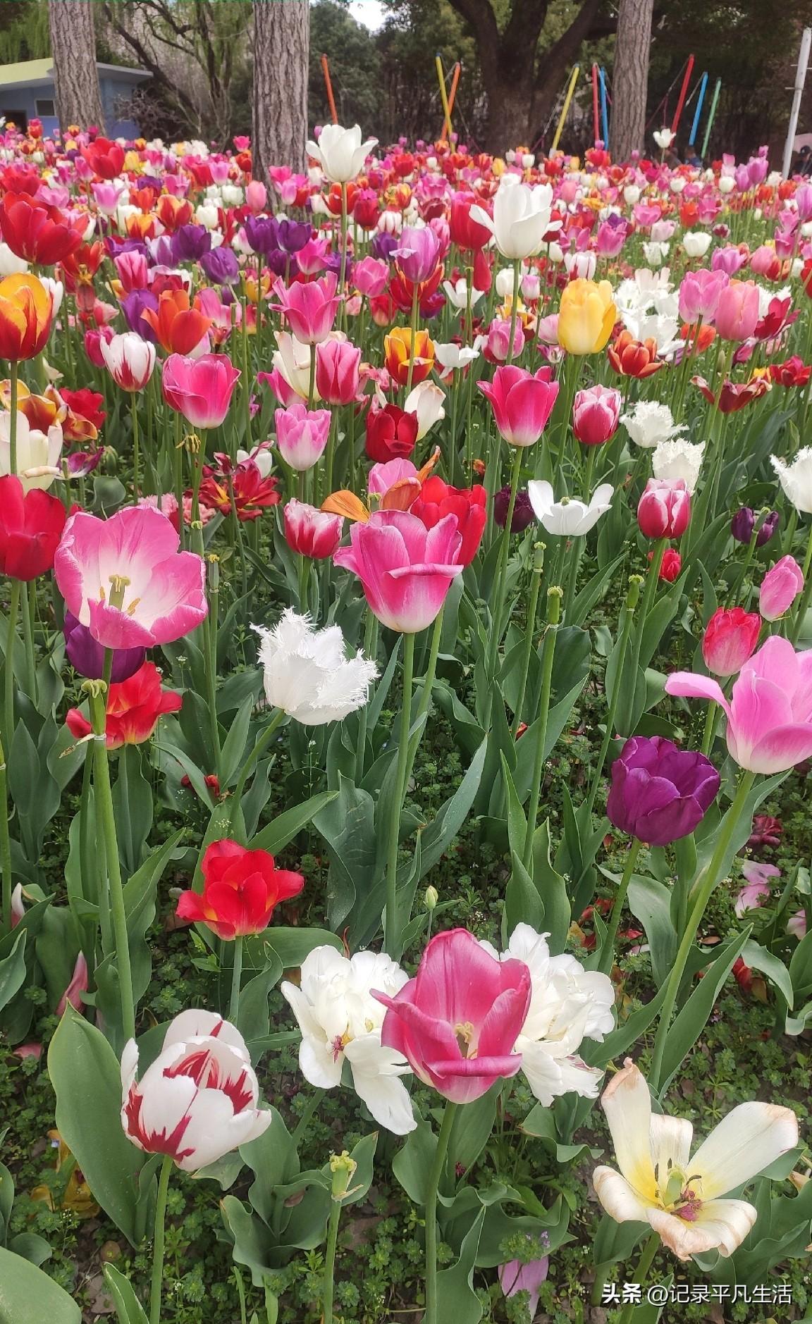 我玩头条也有一阵子了，从一开始随便发发，到后来慢慢认真写，心里其实一直没抱太大期