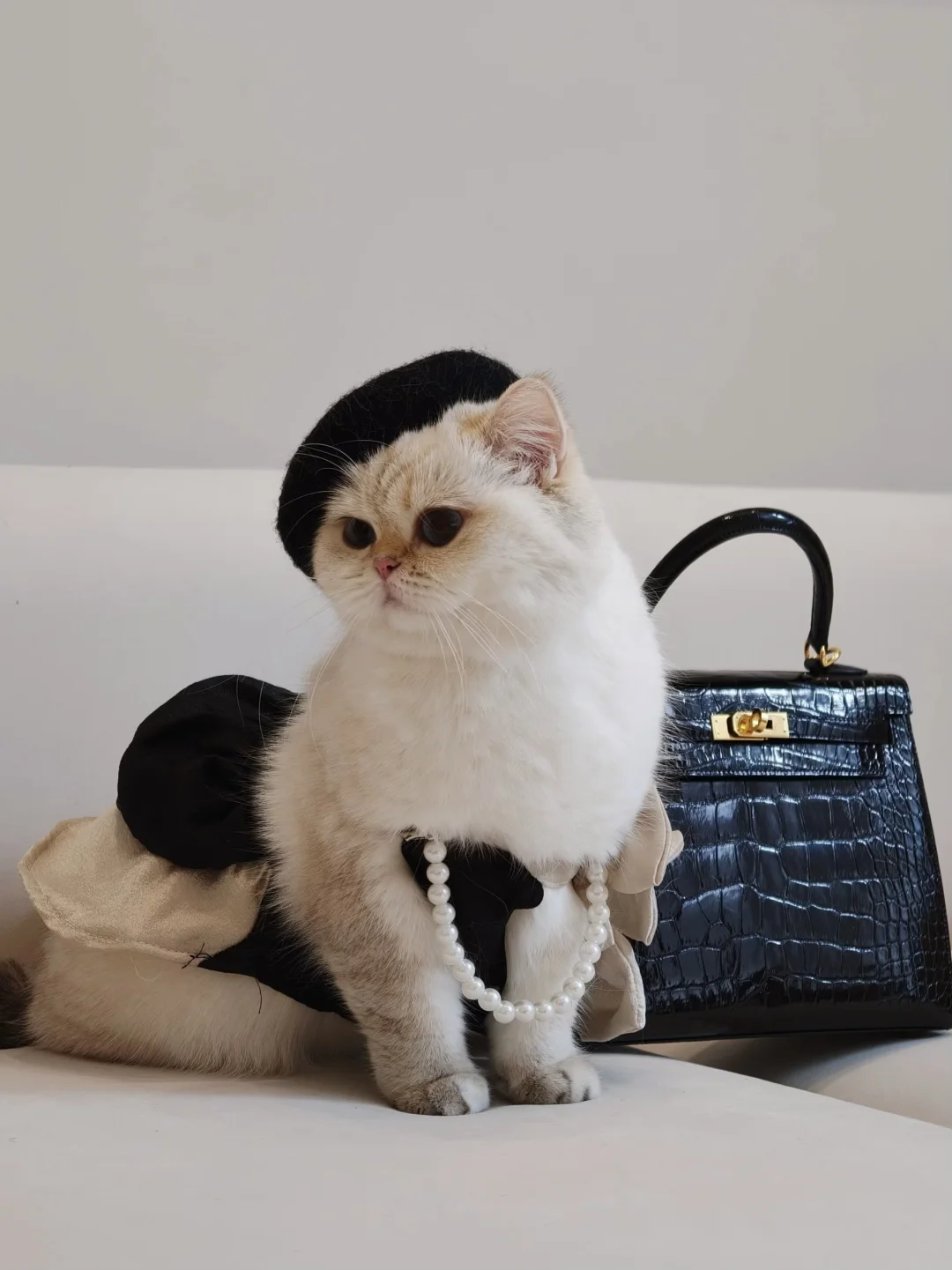 猫界赫本｜优雅永不过时💎