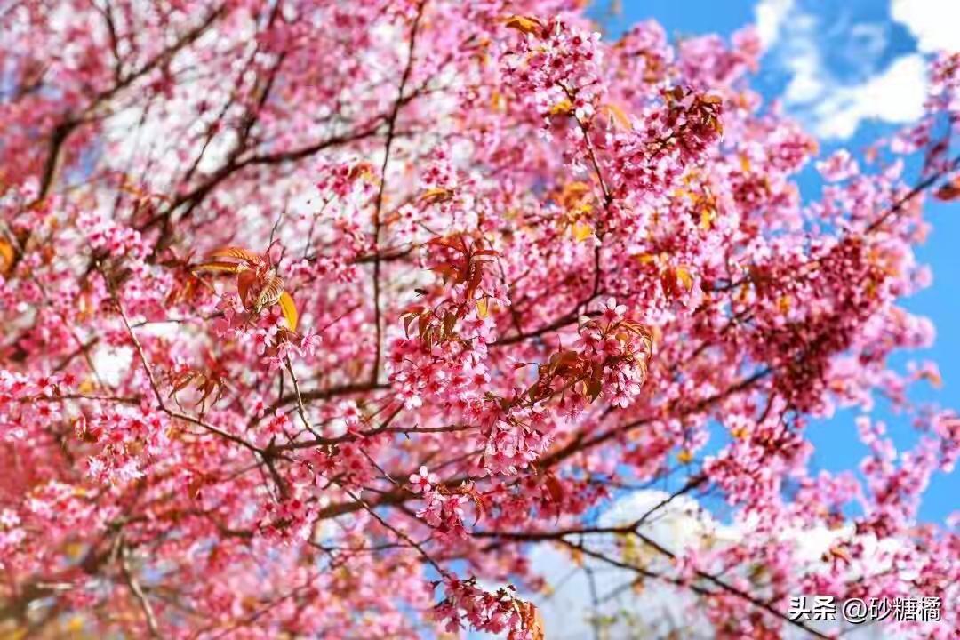 日本是否会成为亚洲新的战争策源地 日本是否会成为亚洲新的战争策源地，这事儿得好好