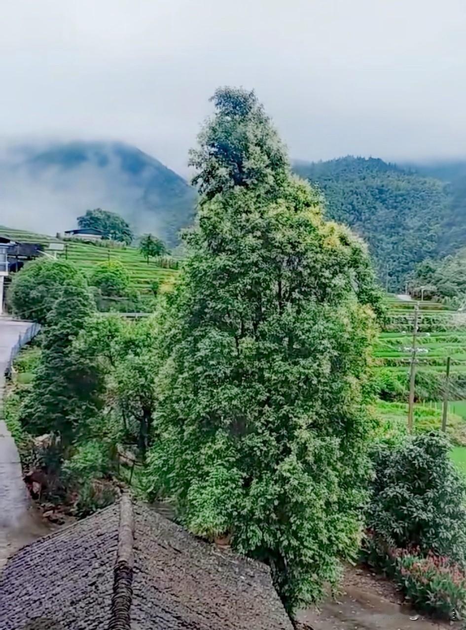 家人们，给你们分享我拍到的乡村美景。山上云雾缭绕，就像给山峦披上了一层薄纱，宛如