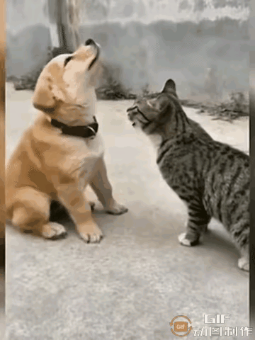 狗狗太善良了，被猫咪欺负了

狗狗和猫咪发生矛盾，狗狗抬起头，不想搭理猫咪，猫咪