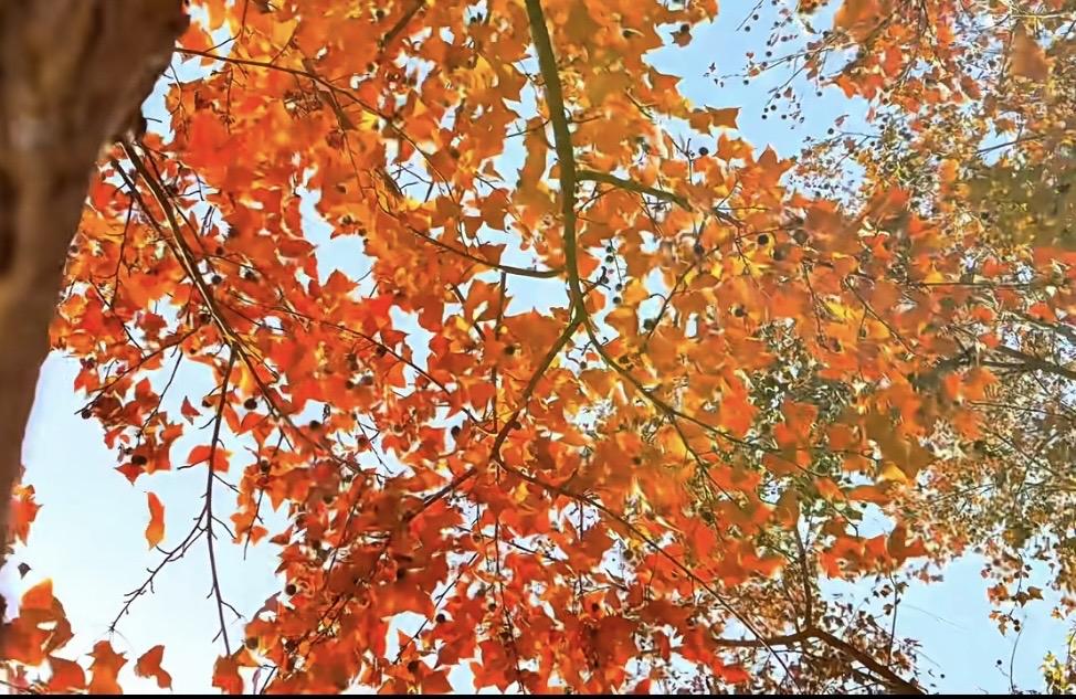 冬初秋末的苏北风景长啥样？

         第一张是仰拍的秋叶特写：橙红、金