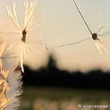 "一句鼓励的话，一个真诚的微笑，像蒲公英的种子随风播撒，终会在某处开出温暖的花。