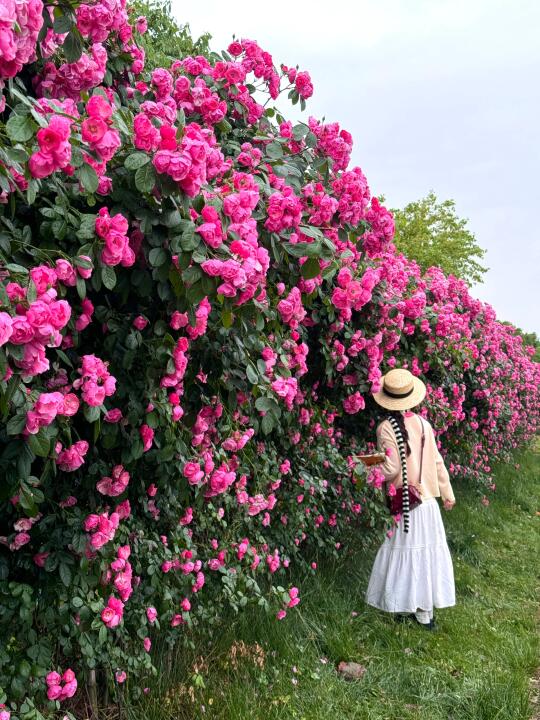 4.26实拍！！！百米蔷薇花海杀疯了。。。（免费）