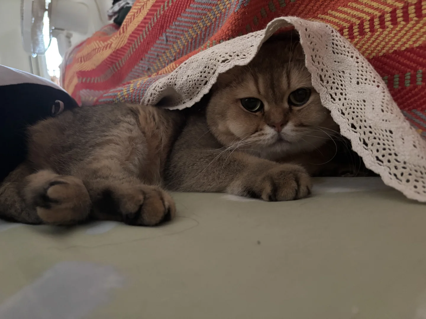 像个委屈巴巴的小宝宝🥺