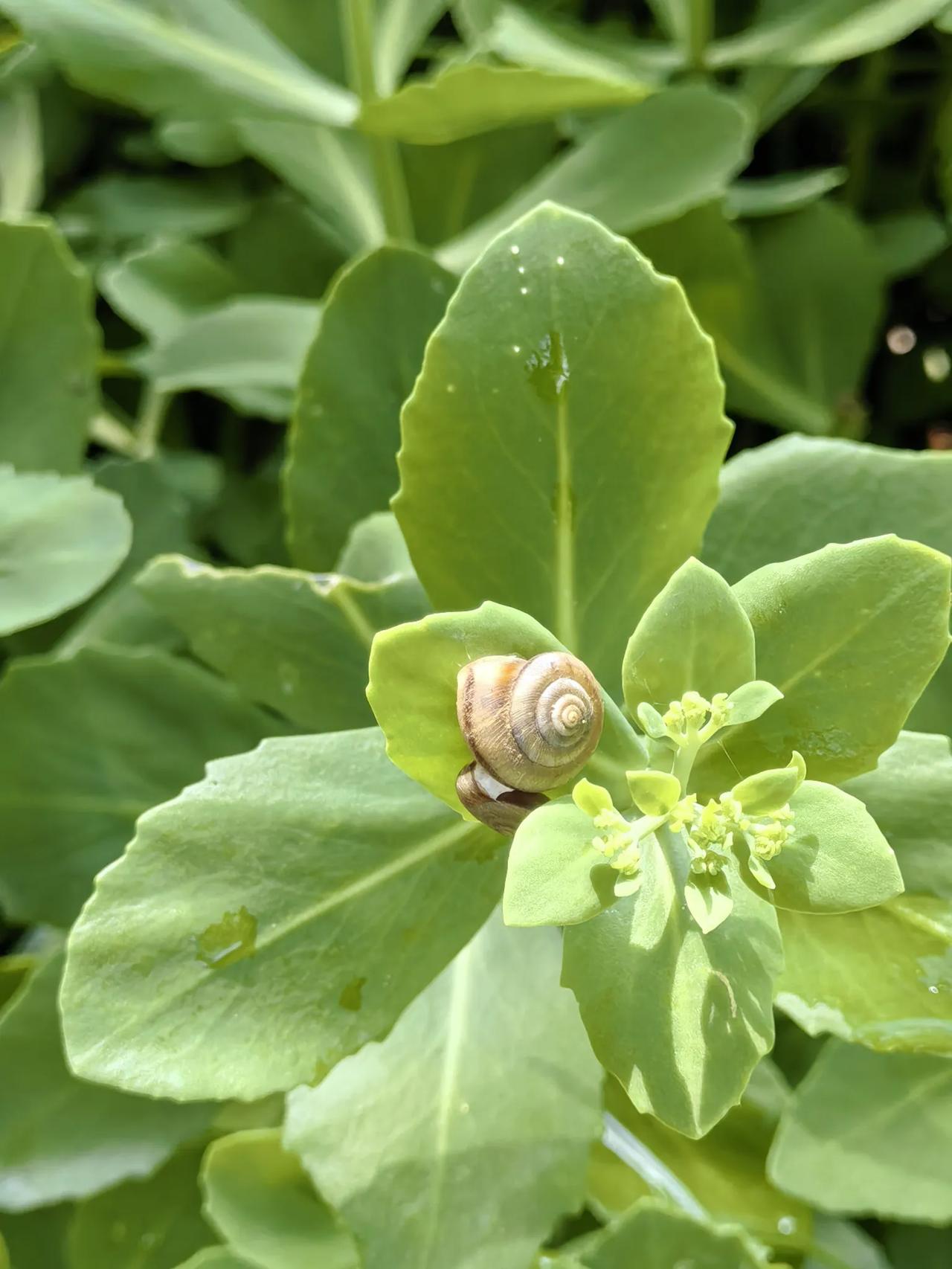 蜗牛🐌
看看这小小的蜗牛🐌竟然爬到了八宝（五毒草）叶片上了，不知用了需要多长