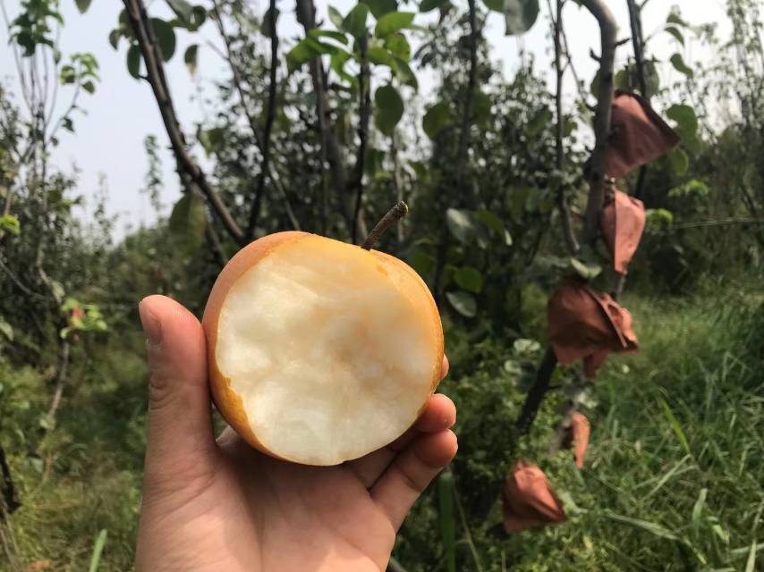 去年卖得很好的秋月梨又上线了。教师节中秋送礼正好。谁会拒绝这么好的水果呢？秋月梨