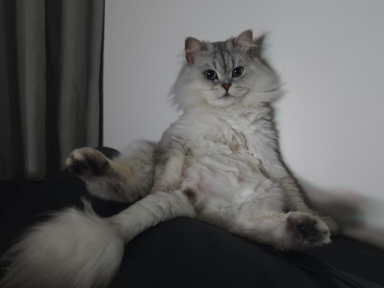 慵懒猫咪的惬意时光😺💤


不存在不良的引导