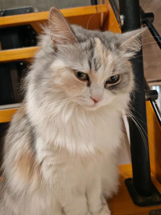 撸猫撸猫，平江路的猫被你们撸忧郁了
