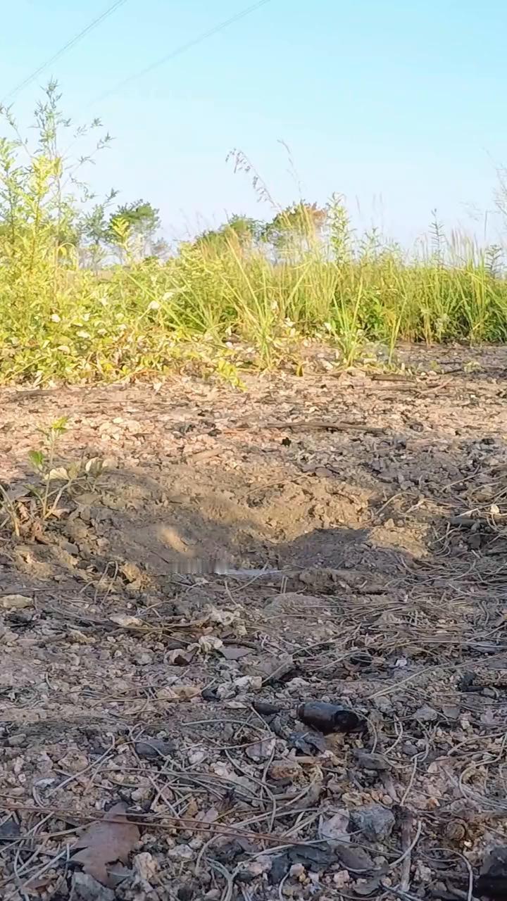 哪儿有原创。
晶晶，晶晶，晶晶。