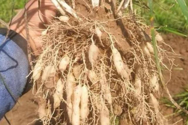 三味药调好血糖高、口渴多尿？行医三十年，我悟透：小方子才是真功夫

大家好，我是