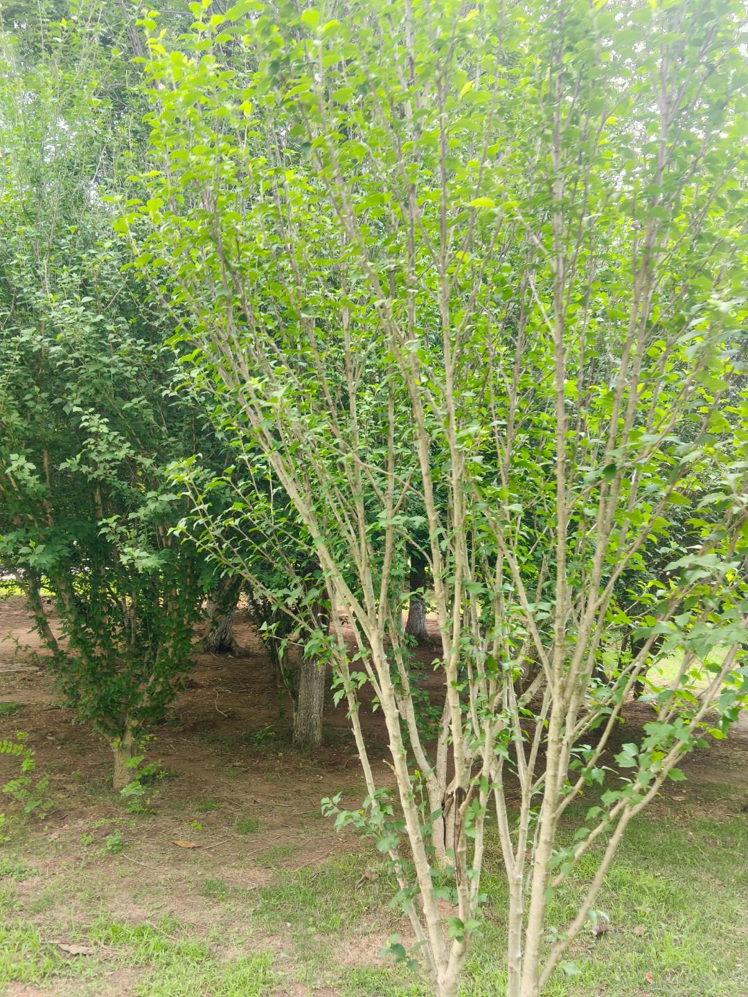 公说公有理，婆说婆有理


文文被导师杀害并分尸的案件有了新进展，当地警方说两人