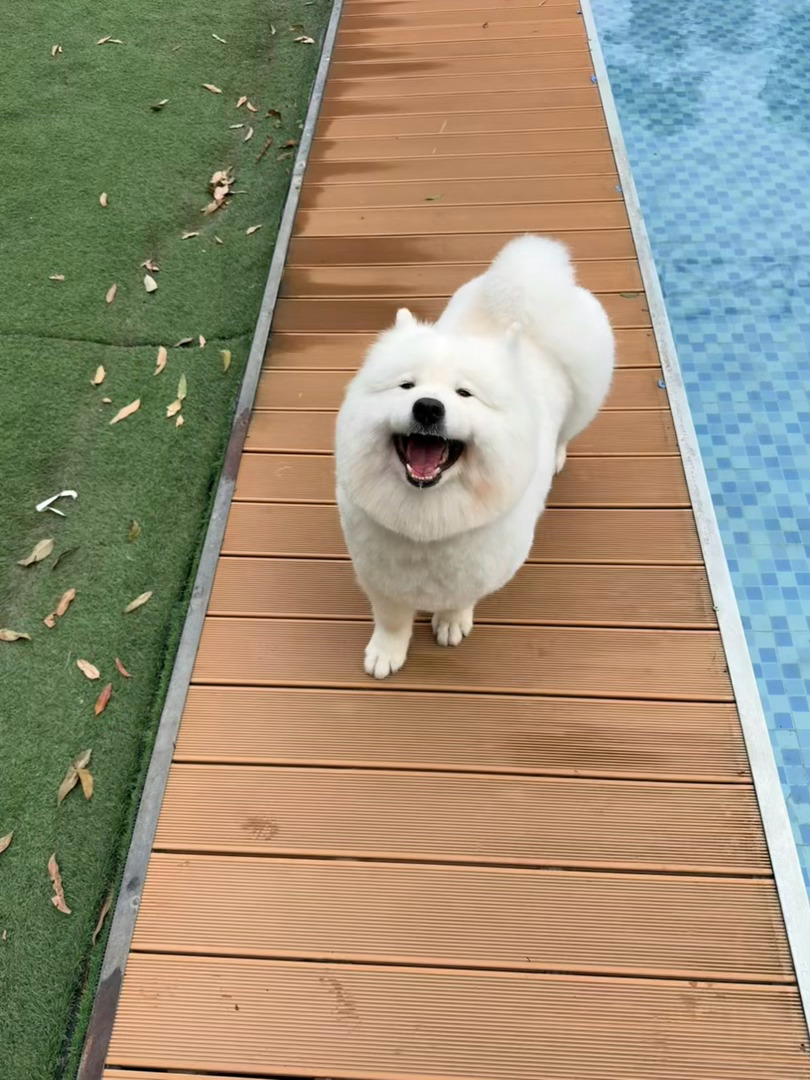 我的心真的碎了💔我的漂亮的孩子…… 