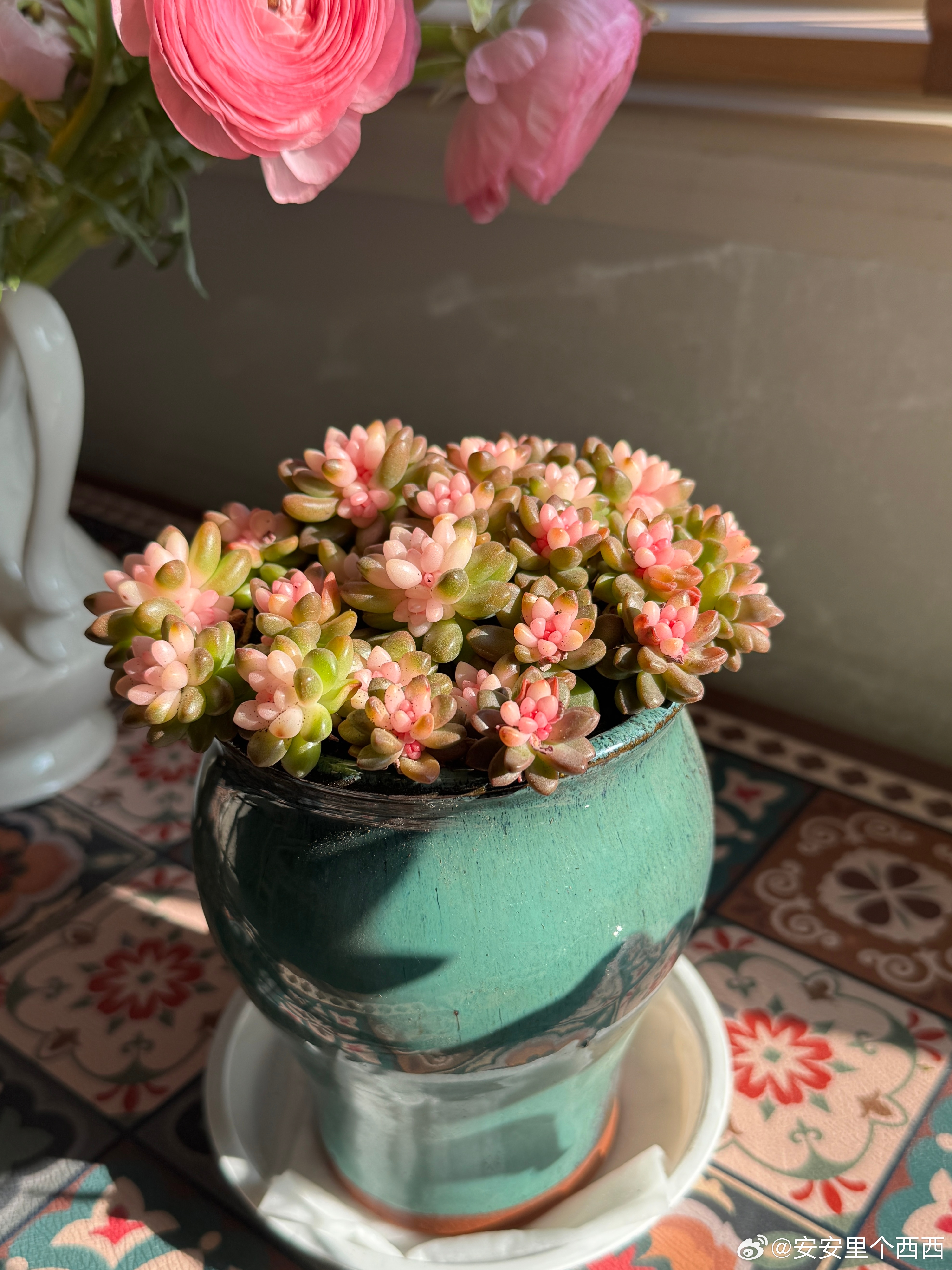 昨天在花市买的三株草好喜欢特别是图一的小蜗牛🐌西西生活随记给生活加点flow寻