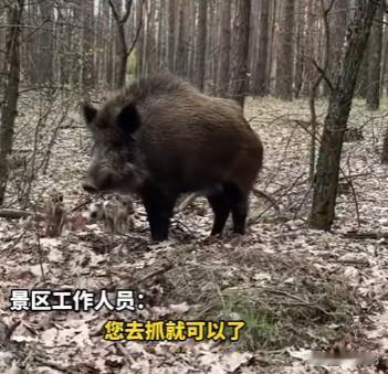 近日，四川绵阳一景区为了吸引游客，推出了一个别开生面的活动：捕野猪免费带走。然而