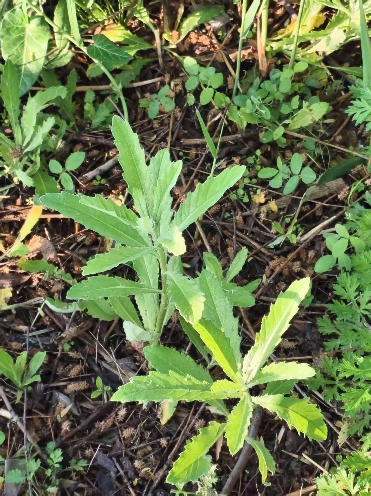 北河·刺儿菜
 
北河北岸水边有一带芦苇，芦苇和岸上野草连接、交界处有刺儿菜。