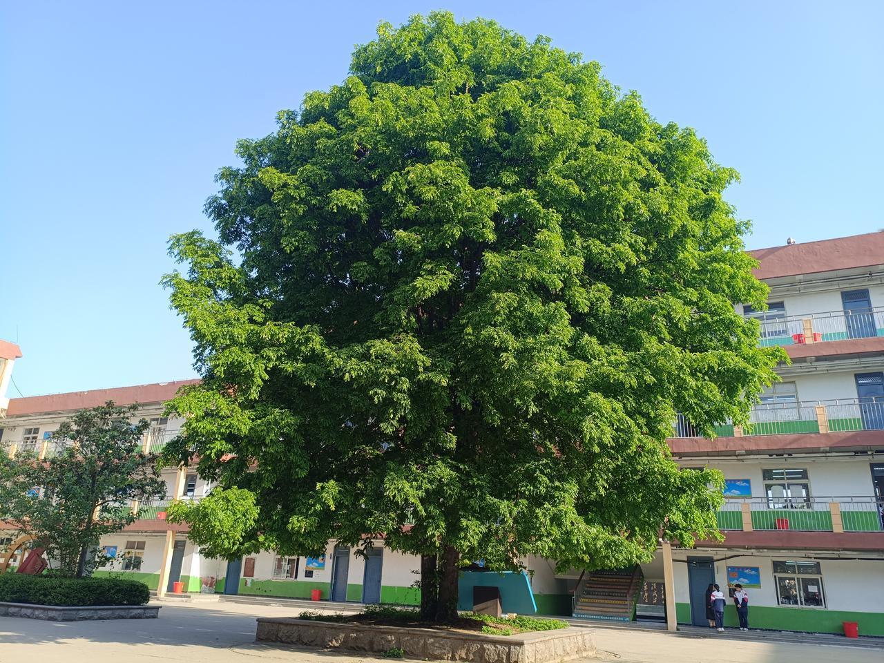 曹县第三中学百年皂荚树

生长茂盛，郁郁葱葱。

2024年4月24日上午拍摄