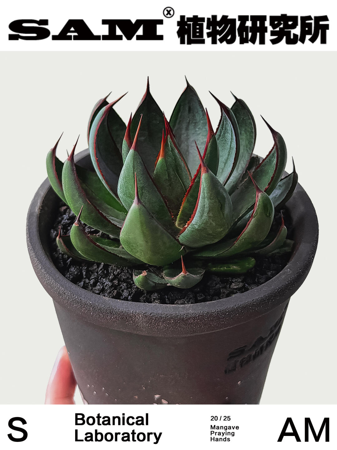 上帝之手｜Agave Praying Hand