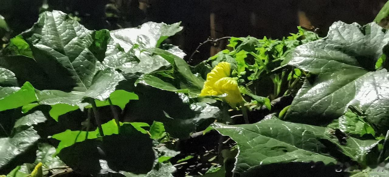 夜色如墨，秋雨洗尘。
一盏乳黄的灯火，在漆黑的藤蔓间悄然点亮。
雨珠是夜的泪，花