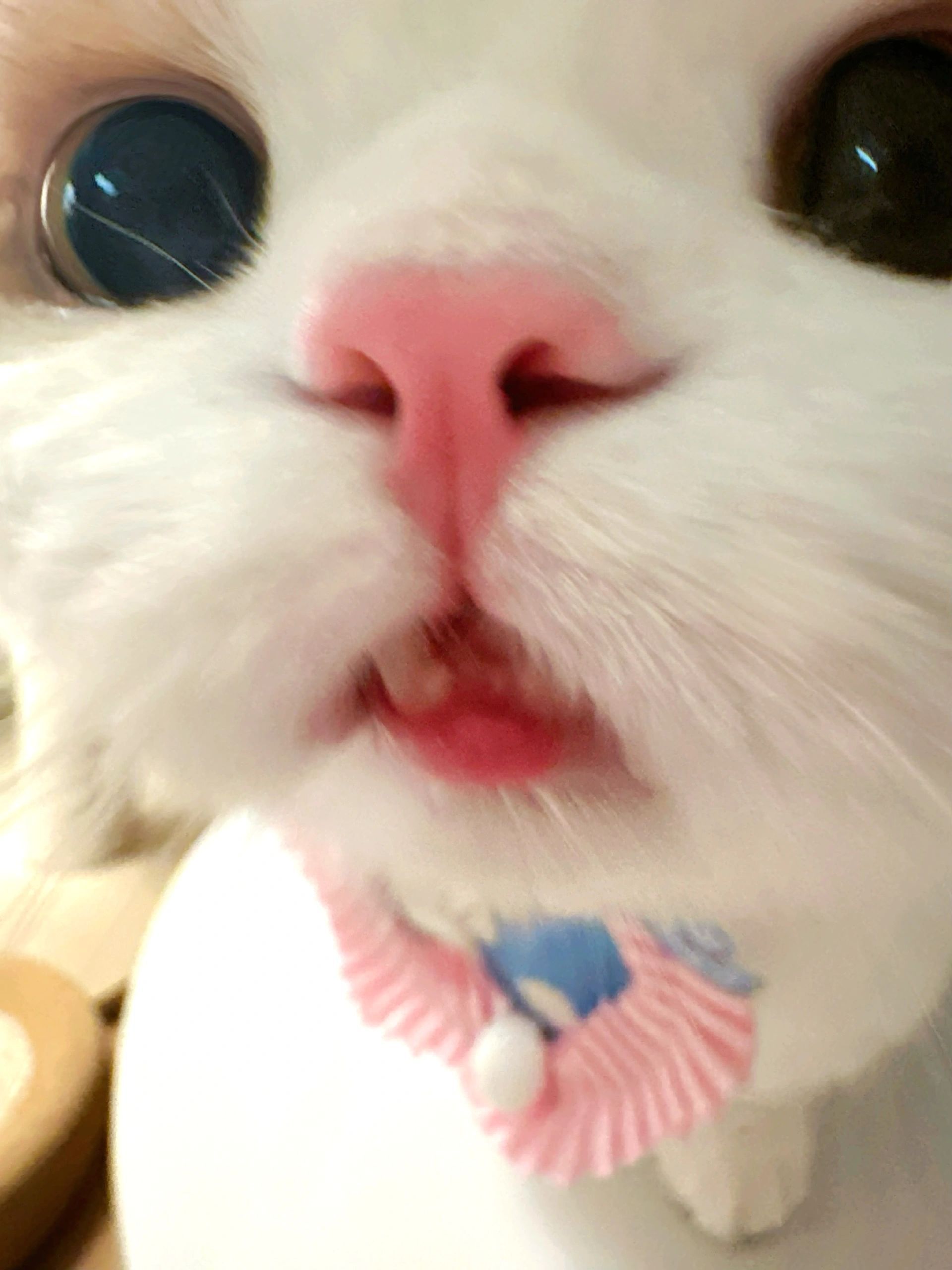 ฅᵔ·͈༝·͈ᵔฅ啊~